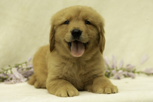 cute golden retriever puppies