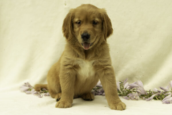 Abram - Image 2