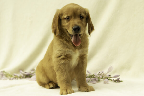 Abram - Image 4