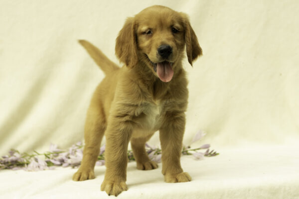 cute Golden retrievers for sale