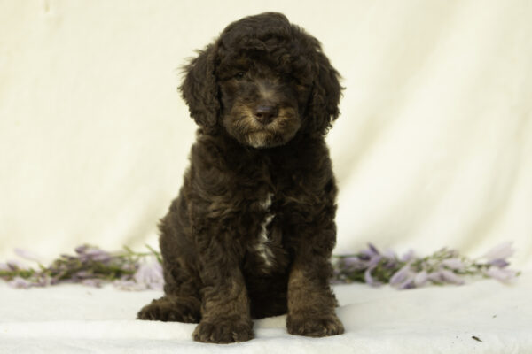 Gavin - Image 4