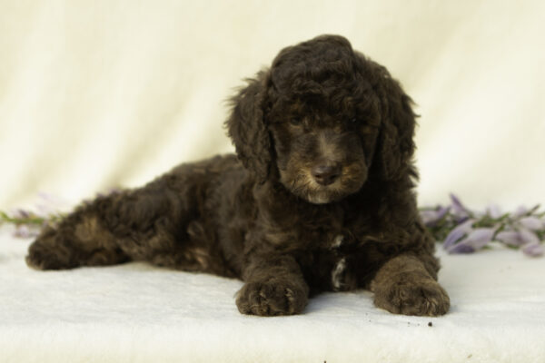 Gavin - Image 5