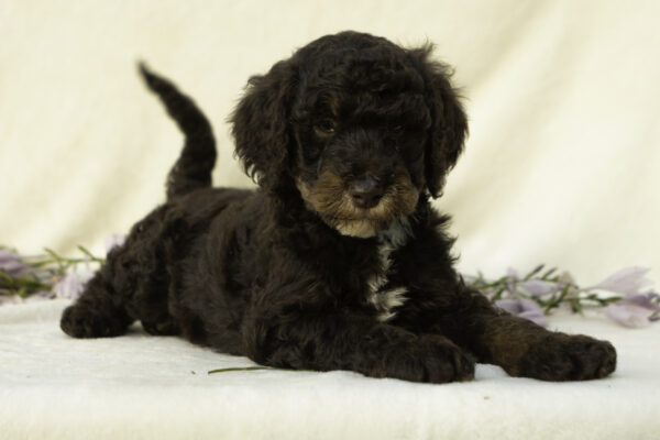 George - Image 4