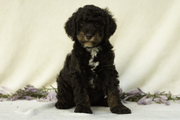 George - Image 2