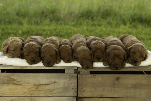 easily trained medium f1b goldendoodles red