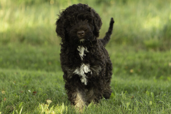 Zoey