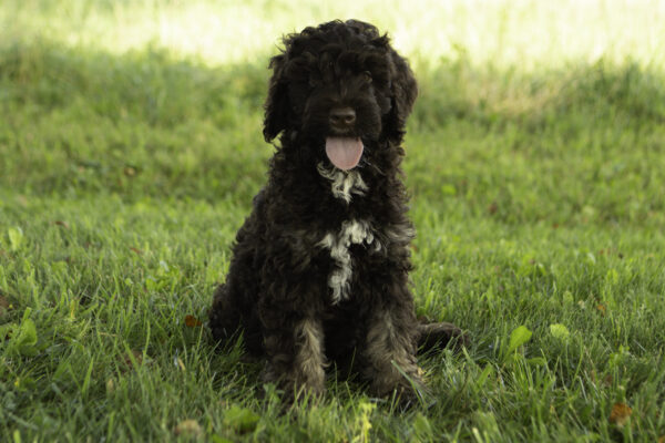 Zoey - Image 7