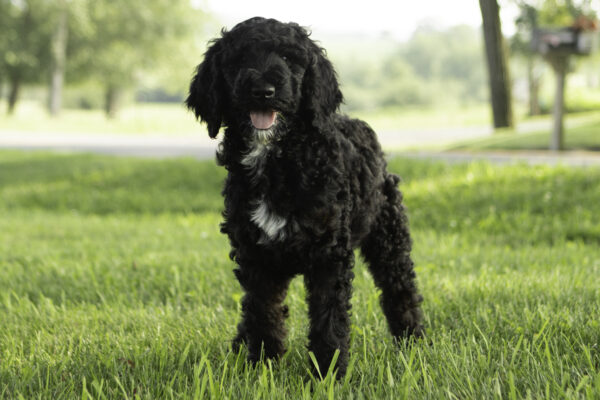 Evie - Image 6