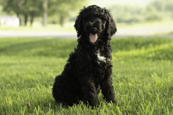 Evie - Image 7