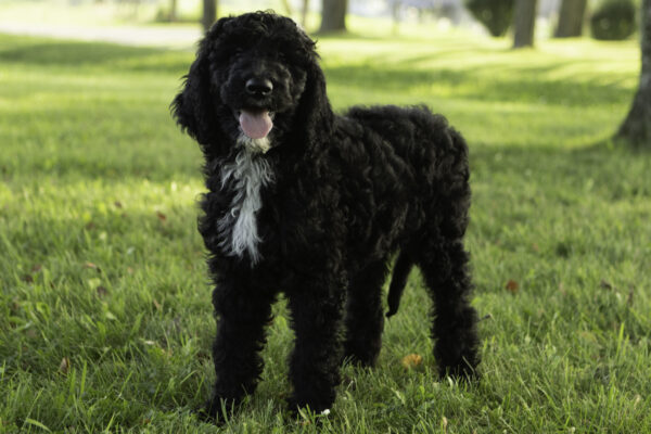 Esme - Image 6
