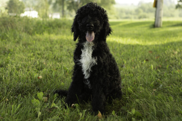 Enzo
