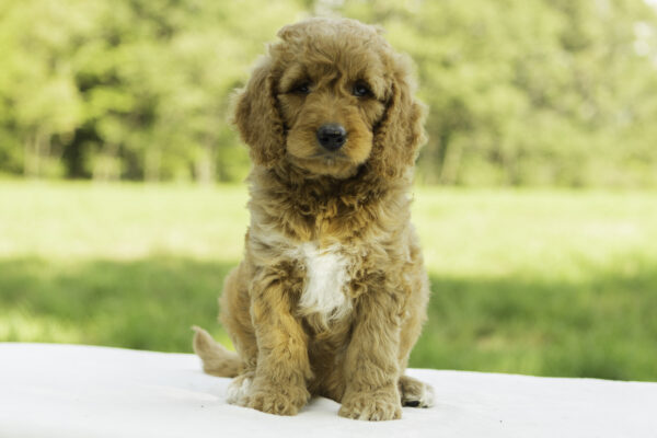 Lyla - Image 3