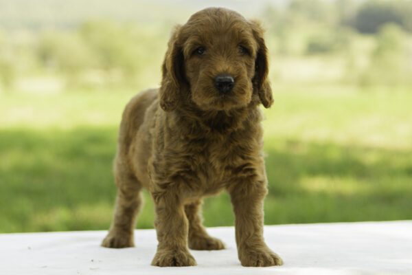 Liam - Image 3