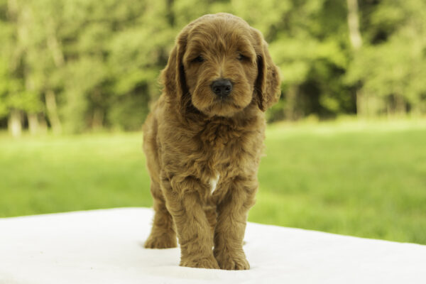Leo - Image 5