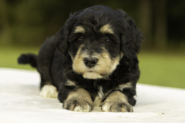 Mini Bernedoodle f1b tricolor