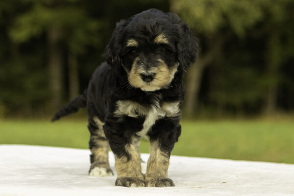 Mini Bernedoodle f1b tricolor