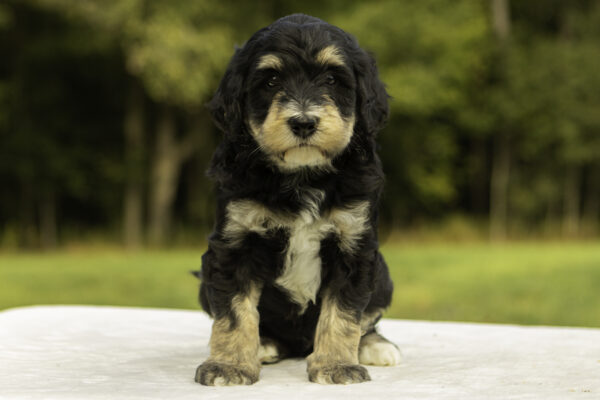 Mini Bernedoodle f1b tricolor