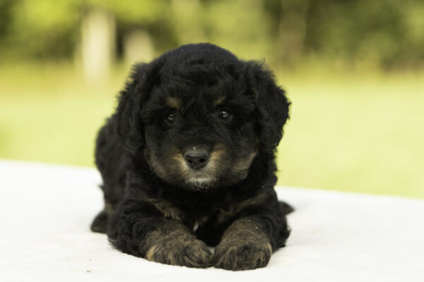 Mini Bernedoodle f1b tricolor