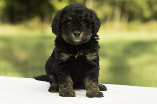 Mini Bernedoodle f1b tricolor