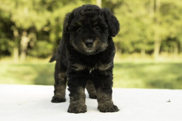 Mini Bernedoodle f1b tricolor