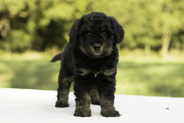 Mini Bernedoodle f1b tricolor family companion