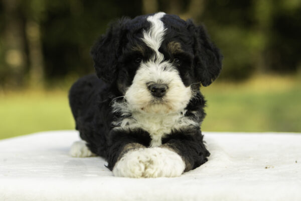 Mini Bernedoodle f1b tricolor