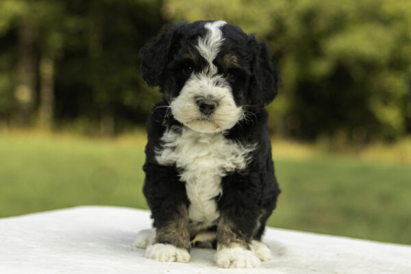 Mini Bernedoodle f1b tricolor