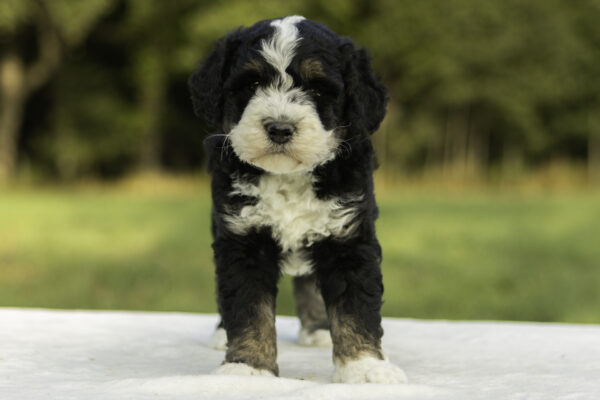 Mini Bernedoodle f1b tricolor