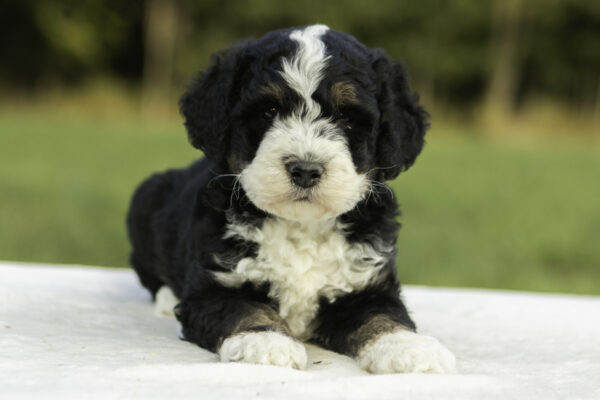 Mini Bernedoodle f1b tricolor family companion