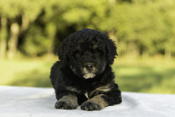 Mini Bernedoodle f1b tricolor