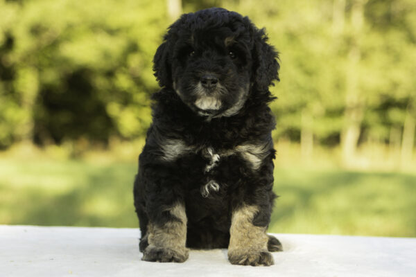 Mini Bernedoodle f1b tricolor