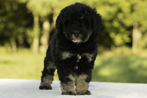 Mini Bernedoodle f1b tricolor family companion