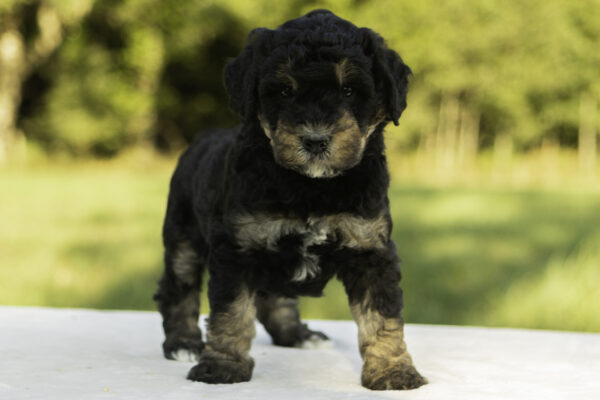 Mini Bernedoodle f1b tricolor