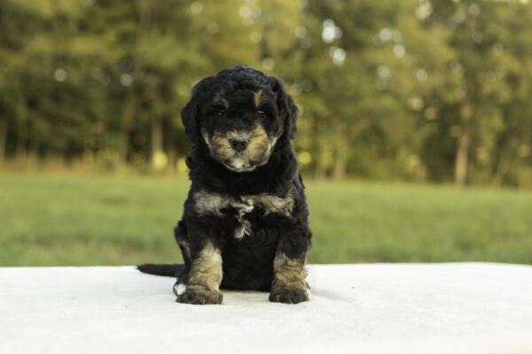 Mini Bernedoodle f1b tricolor