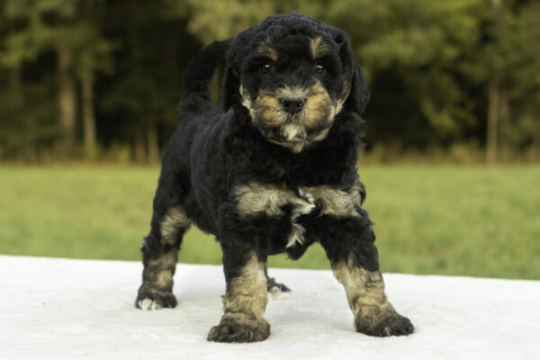 Mini Bernedoodle f1b tricolor