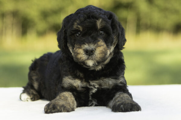 Mini Bernedoodle f1b tricolor family companion