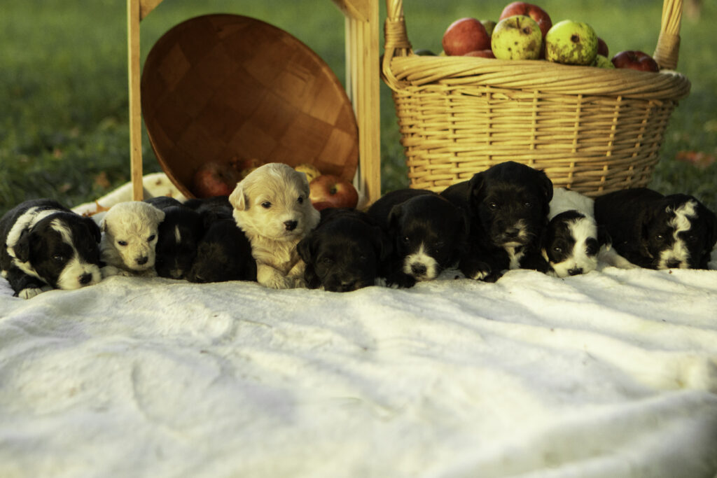 Litter ophelia puppys black cream party Golden Mountian doodles