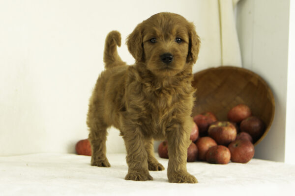 Harlow - Image 3
