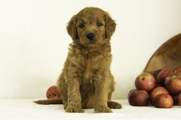 Harlow - Image 5