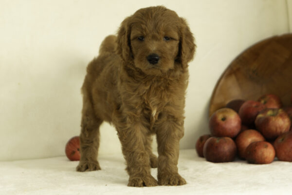 f1 goldendoodle cute red family dog