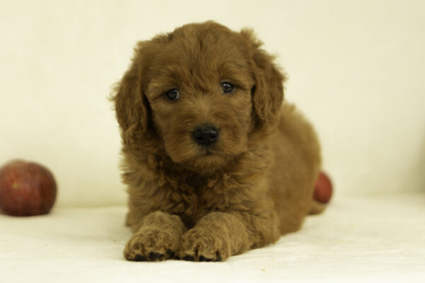 Hailey - Image 2