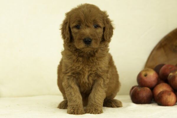 f1 goldendoodle cute red family dog