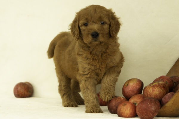 Hailey - Image 4