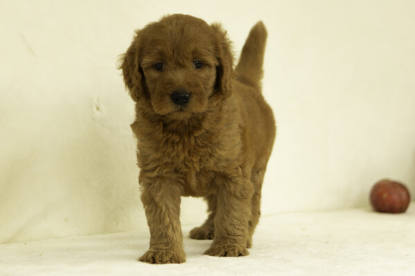 Hailey - Image 5