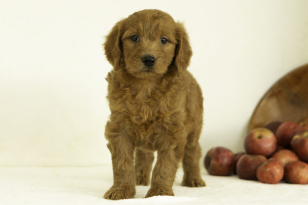 f1 goldendoodle cute red family dog