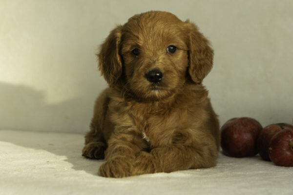 Hattie - Image 2
