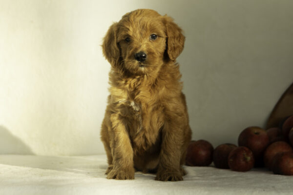 f1 goldendoodle cute red family dog