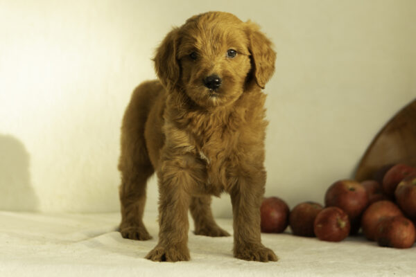 Hattie - Image 4