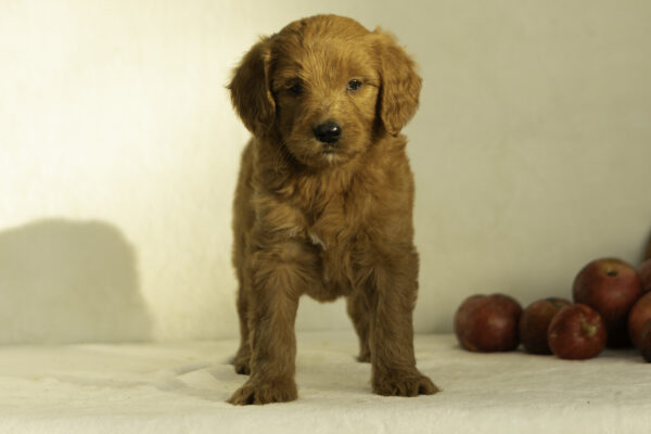 Hattie - Image 5