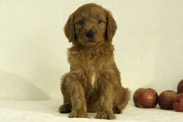f1 goldendoodle cute red family dog